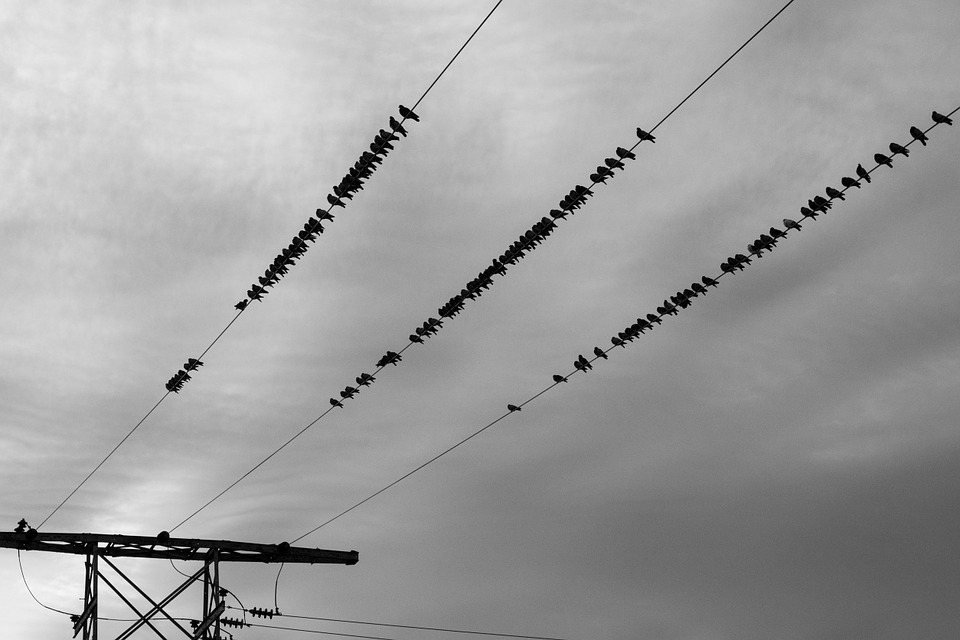 power lines