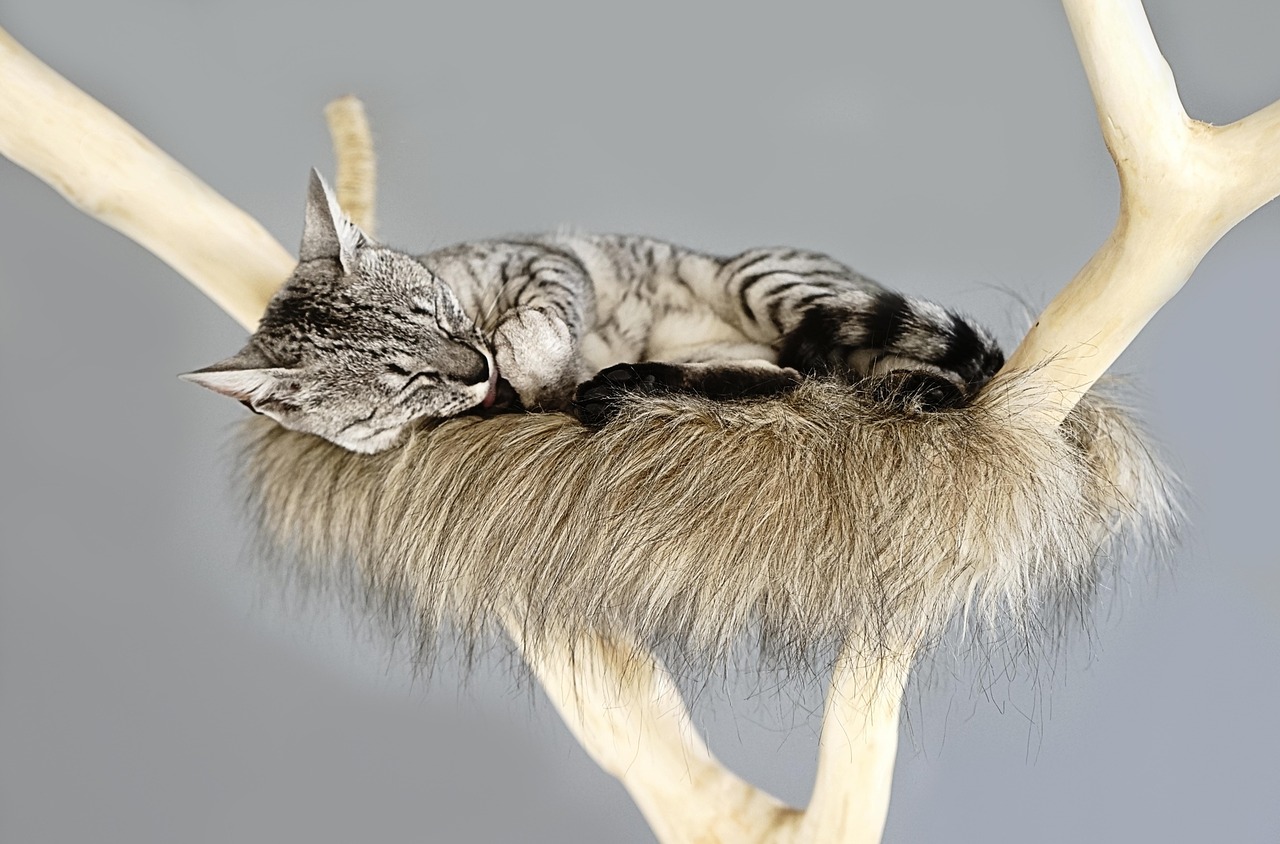 cat sleeping on tree